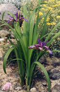 Image of Iris graminea L.