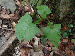 Image of Paraprenanthes sororia (Miq.) C. Shih