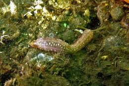 Image of Albatross footless sea cucumber