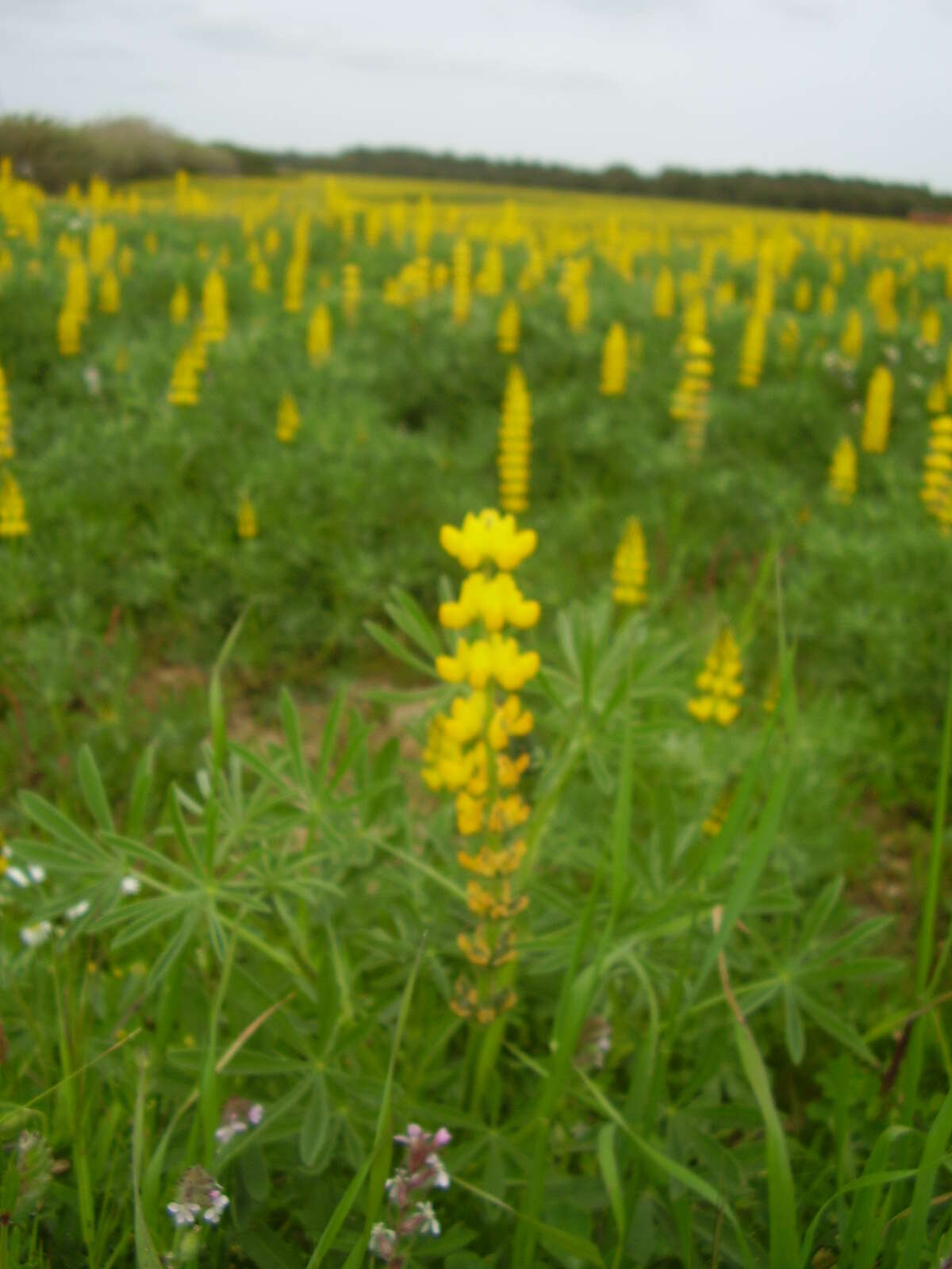 Image of European yellow lupine