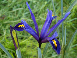 Image of Iris reticulata M. Bieb.