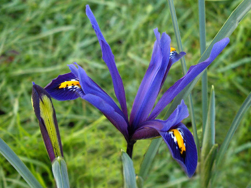 Image of Iris reticulata M. Bieb.