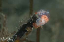 Image of Gymnodoris alba (Bergh 1877)