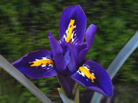 Image of Iris reticulata M. Bieb.