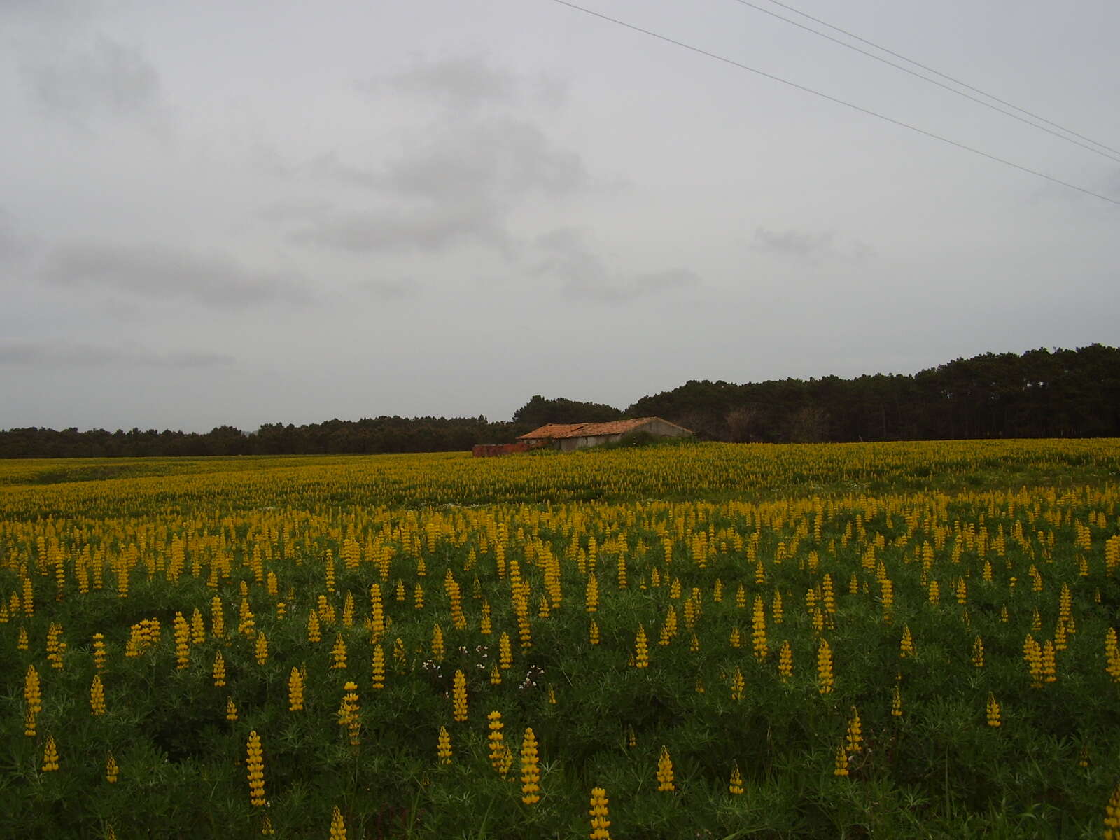 Image of European yellow lupine