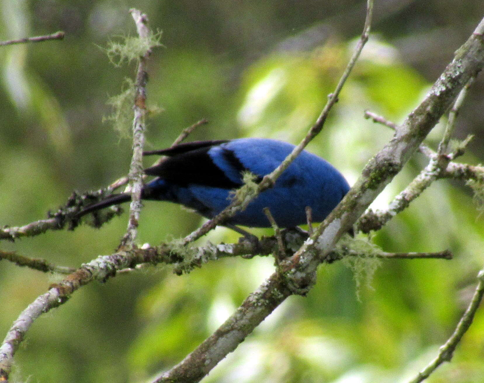 Image of Blue-and-black Tanager