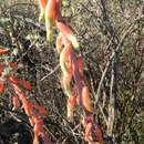 Слика од Gasteria disticha var. disticha