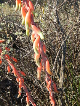 Plancia ëd Gasteria disticha var. disticha