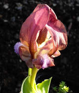 Image of Iris suaveolens Boiss. & Reut.