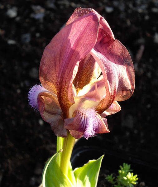 Image of Iris suaveolens Boiss. & Reut.