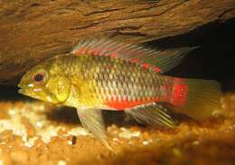 Image of Apistogramma hongsloi Kullander 1979