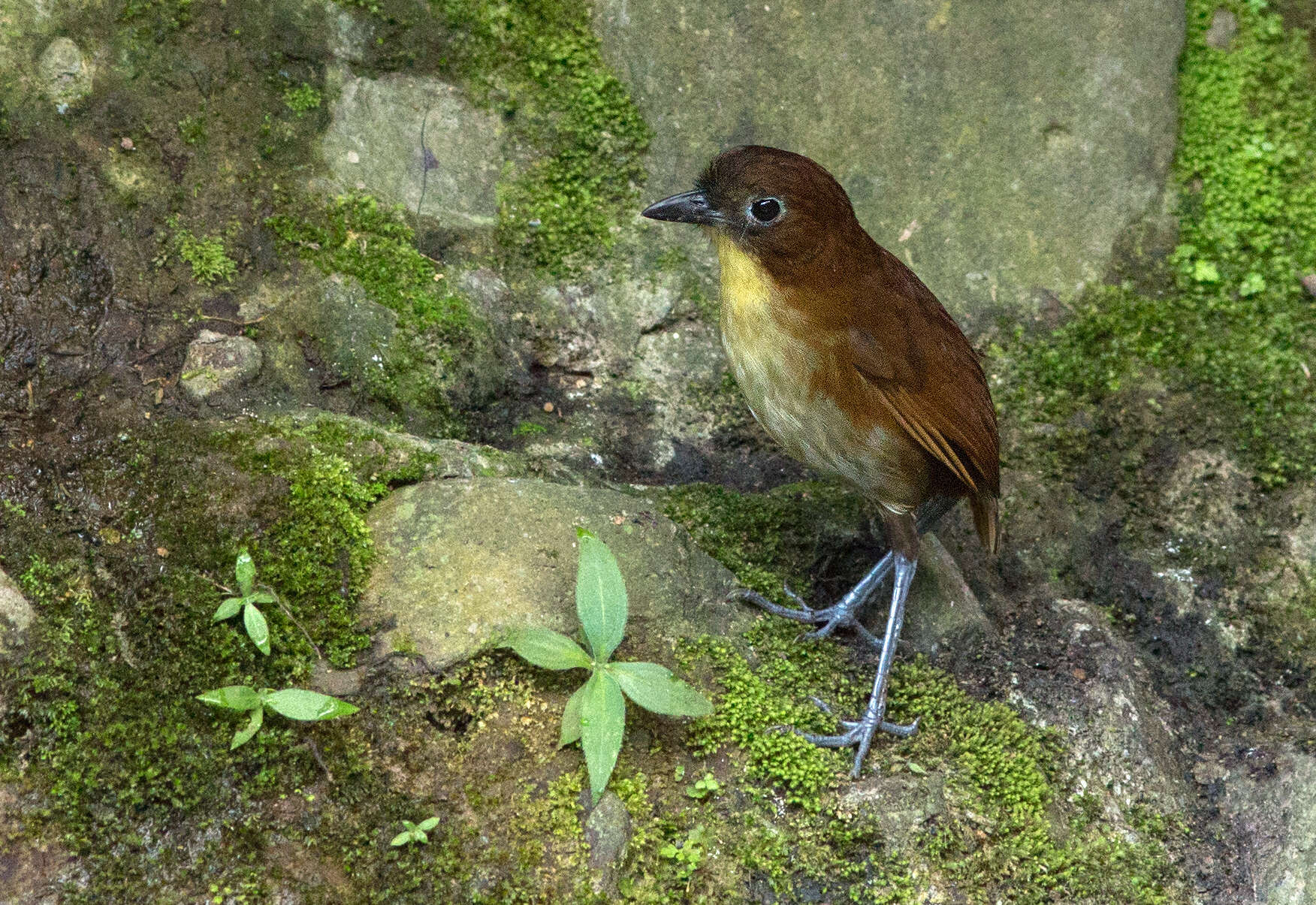 Image of Yellow-breasted Antpitta