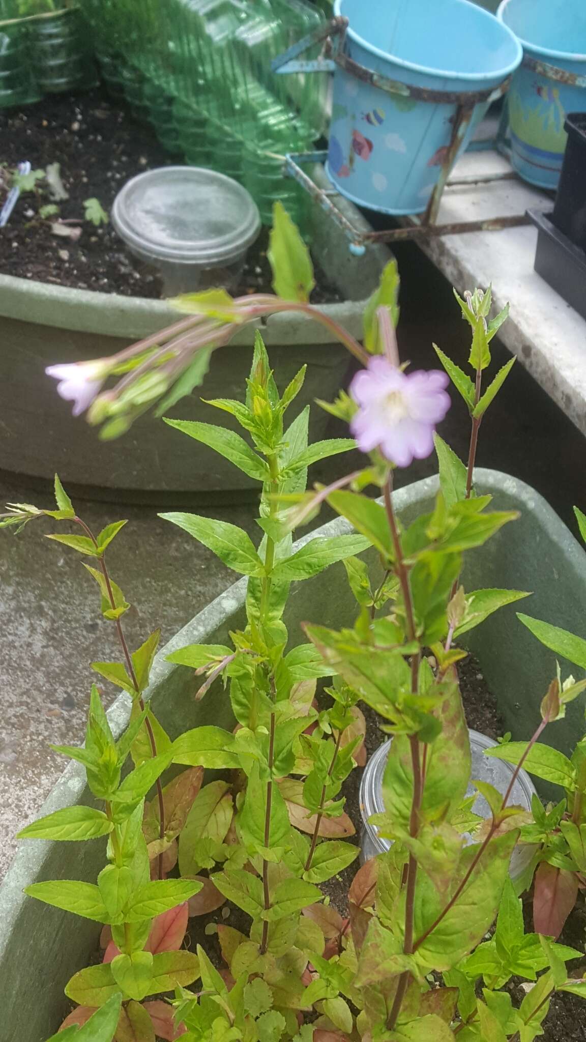 Image of Broad-leaved Willowherb