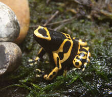 Image of Yellow-headed Poison Frog