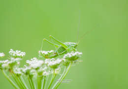 Poecilimon (Poecilimon) elegans Brunner von Wattenwyl 1878 resmi