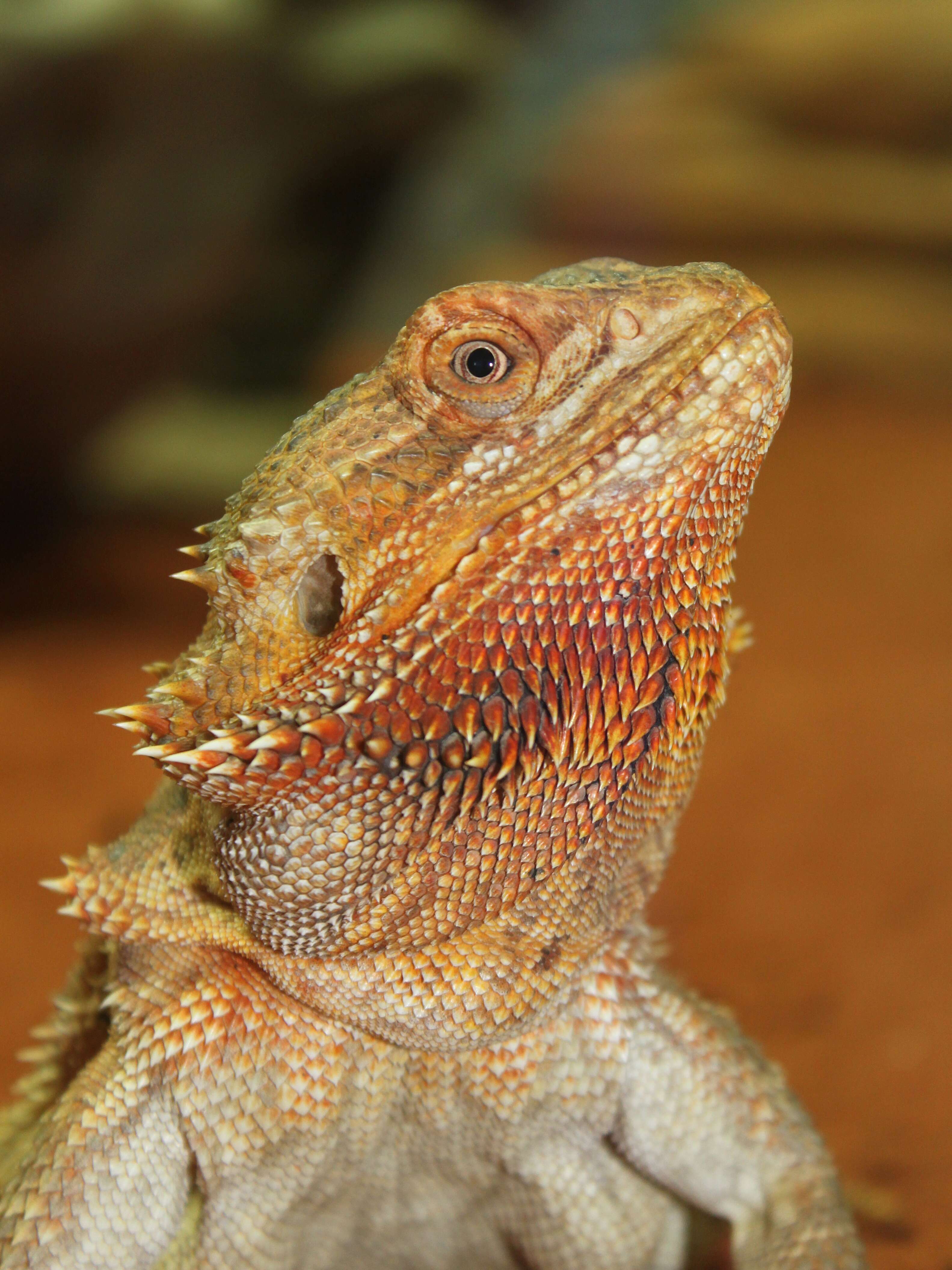 Image of Central bearded dragon