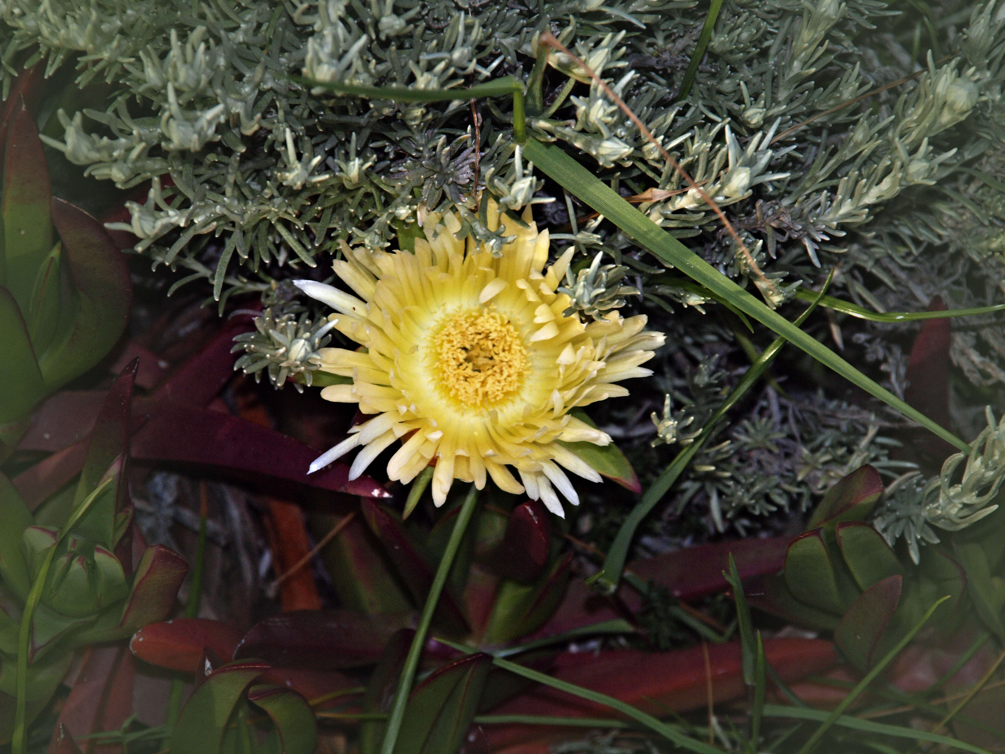 Imagem de Carpobrotus edulis (L.) N. E. Br.