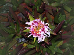 Image of hottentot fig