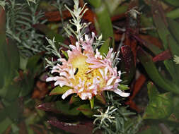 Imagem de Carpobrotus edulis (L.) N. E. Br.