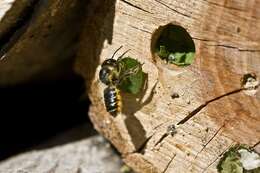 Image of Megachile leaf-cutter bee