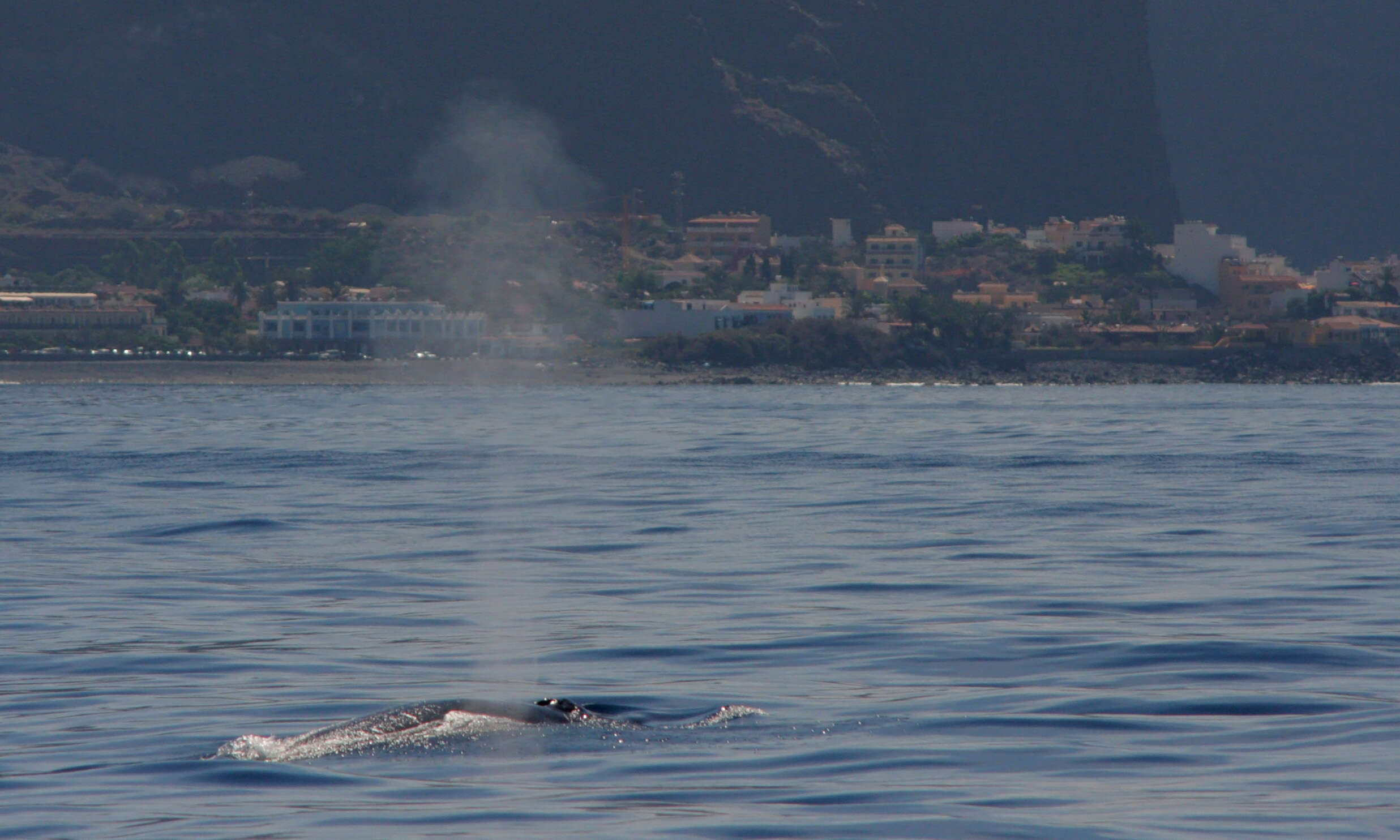 Image of Bryde's whale