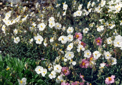 Image of White Rock-rose