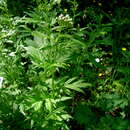 Image of big-leaf yarrow