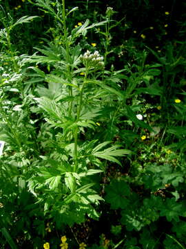 Sivun Achillea macrophylla L. kuva