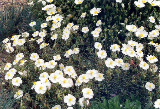 Image of White Rock-rose