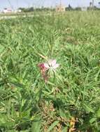 Imagem de Oenothera hispida (Benth.) W. L. Wagner, Hoch & Zarucchi