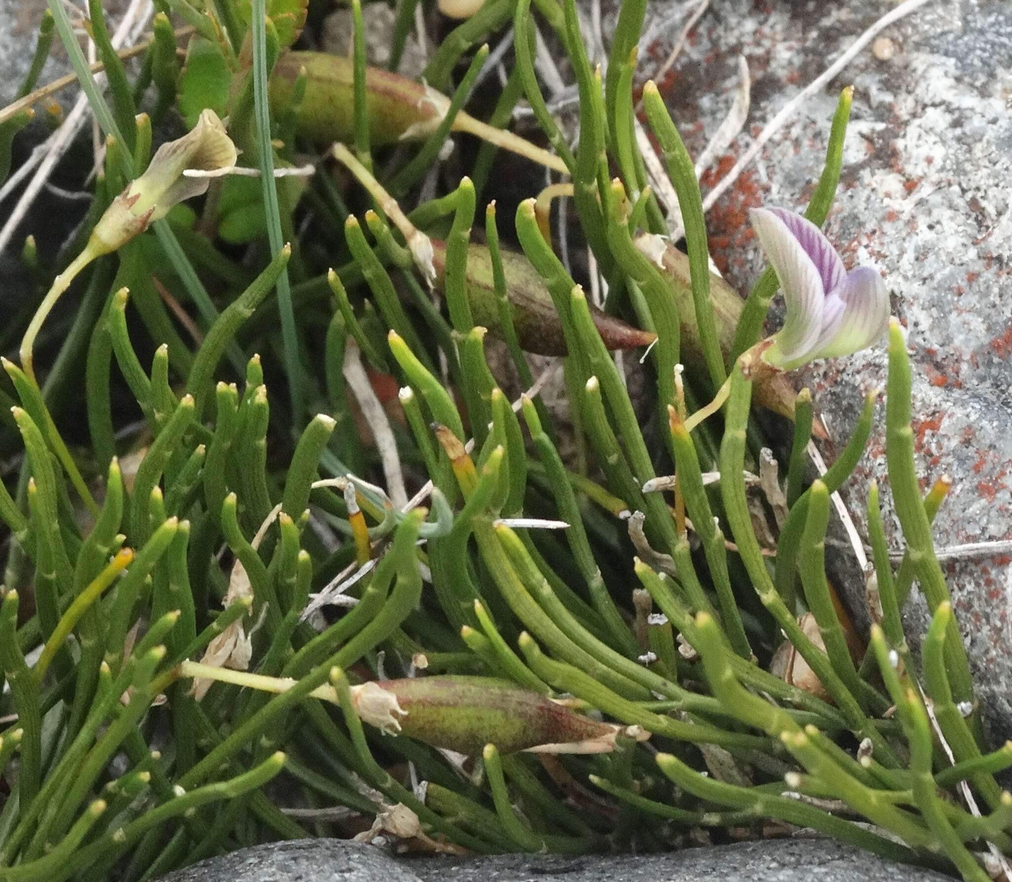 Image of Carmichaelia uniflora Kirk