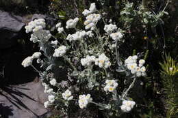 Helichrysum fruticans (L.) D. Don resmi