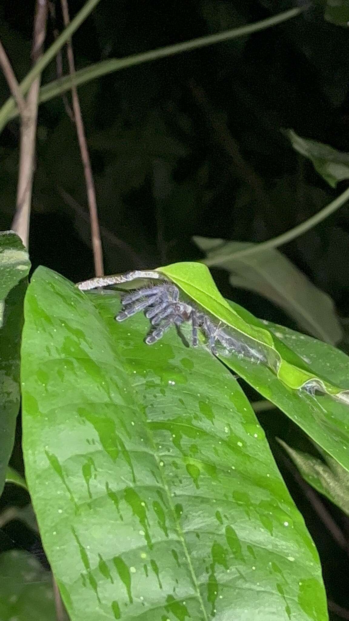 Image of Caribena laeta (C. L. Koch 1842)