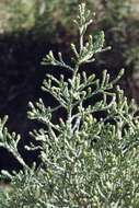 Image of Ozothamnus hookeri Sond.