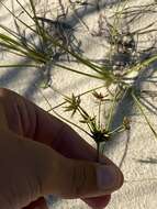 Image of Gray's Flat Sedge