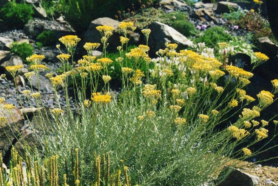 Слика од Helichrysum italicum (Roth) G. Don fil.