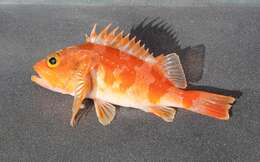 Image of Red gurnard perch