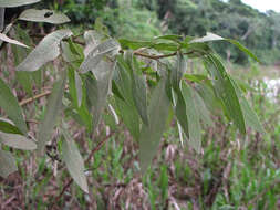 Plancia ëd Tessaria integrifolia Ruiz & Pav.