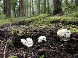 Image of Amanita aprica J. Lindgr. & Tulloss 2005