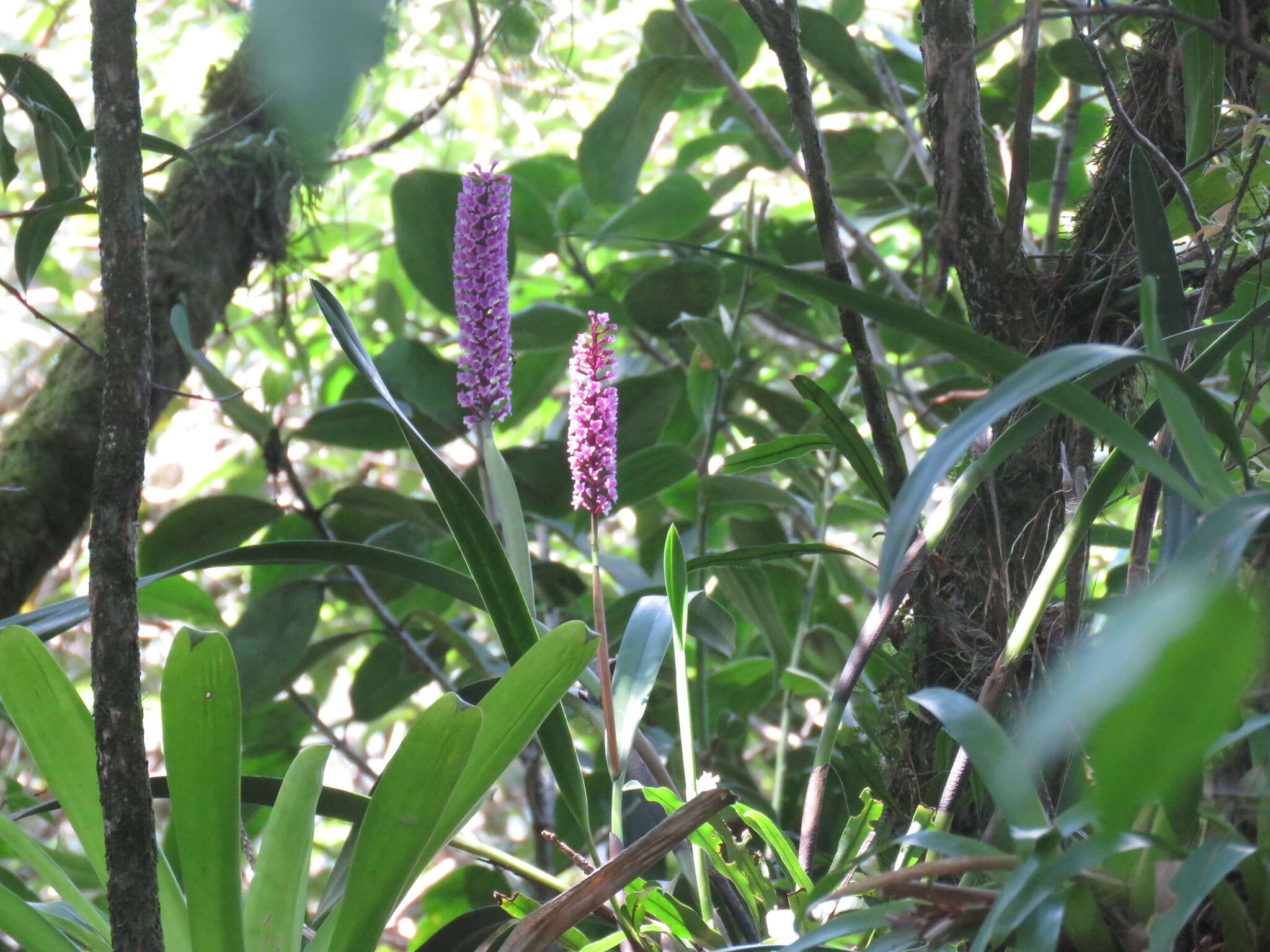 Image of Arpophyllum giganteum subsp. giganteum