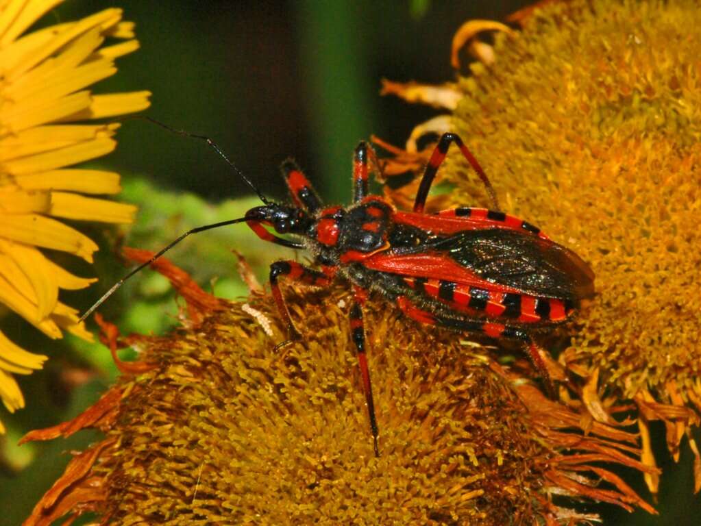 صورة Rhynocoris iracundus (Poda 1761)