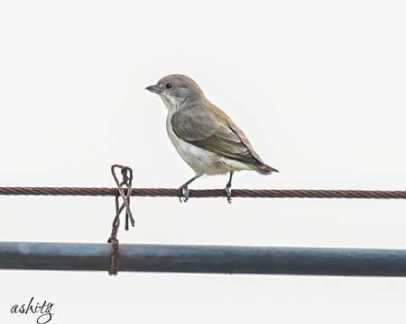 Image of Thick-billed Flowerpecker