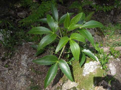 Image of Corsican hellebore