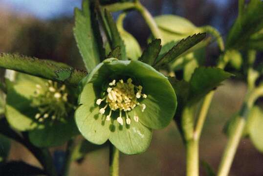 Image of Green Hellebore