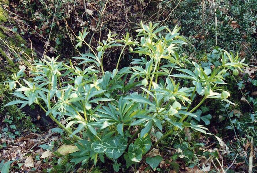 Image of Green Hellebore