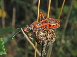 صورة Rhynocoris iracundus (Poda 1761)