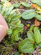 Image of Plantago triantha Spreng.