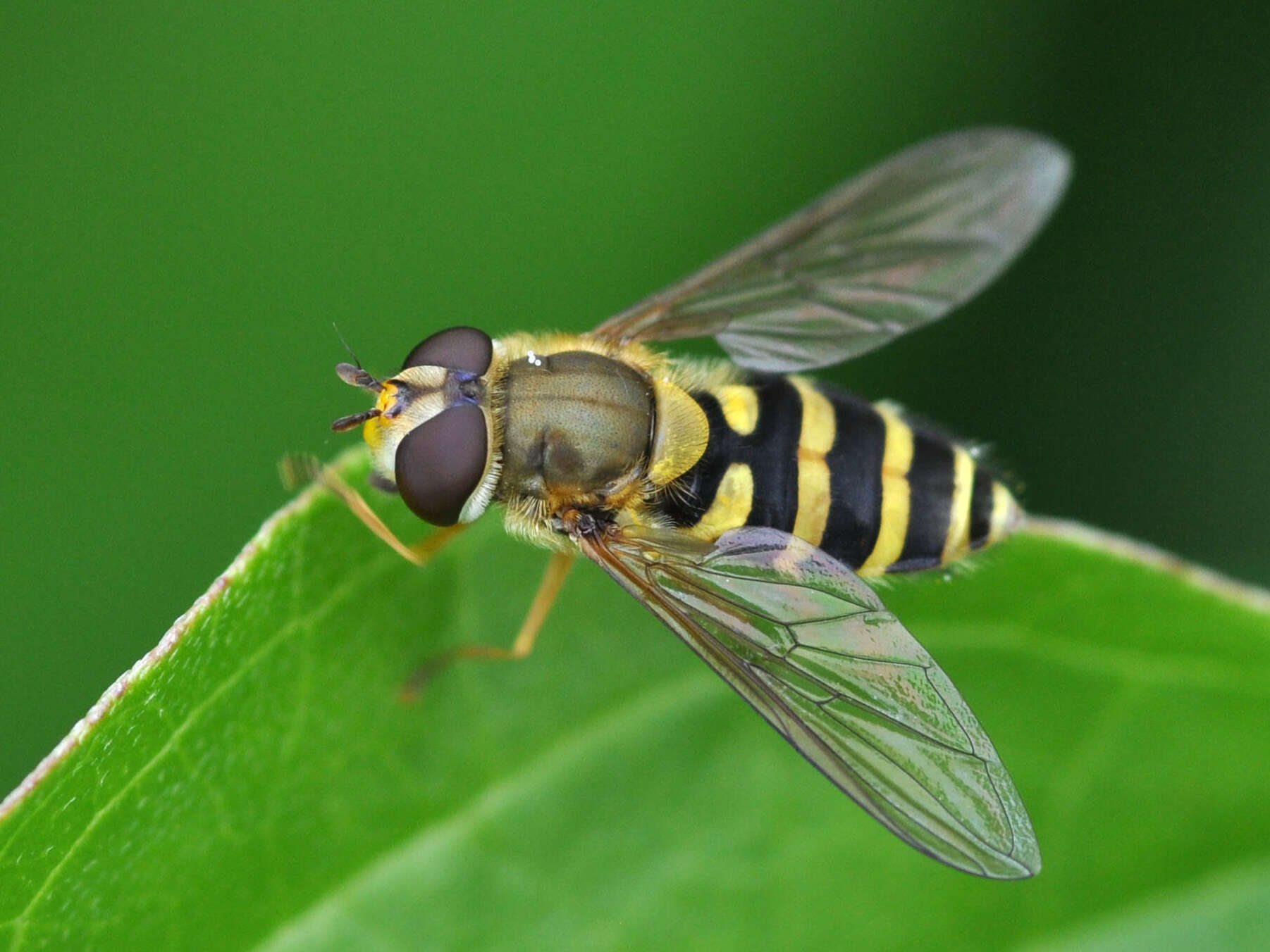 Plancia ëd Syrphus ribesii (Linnaeus 1758)