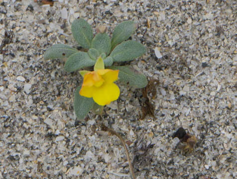 Image of beach suncup