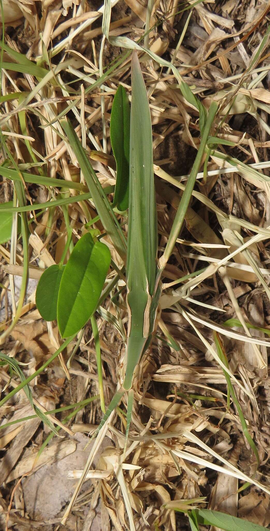 Image of Acrida acuminata Stål 1873